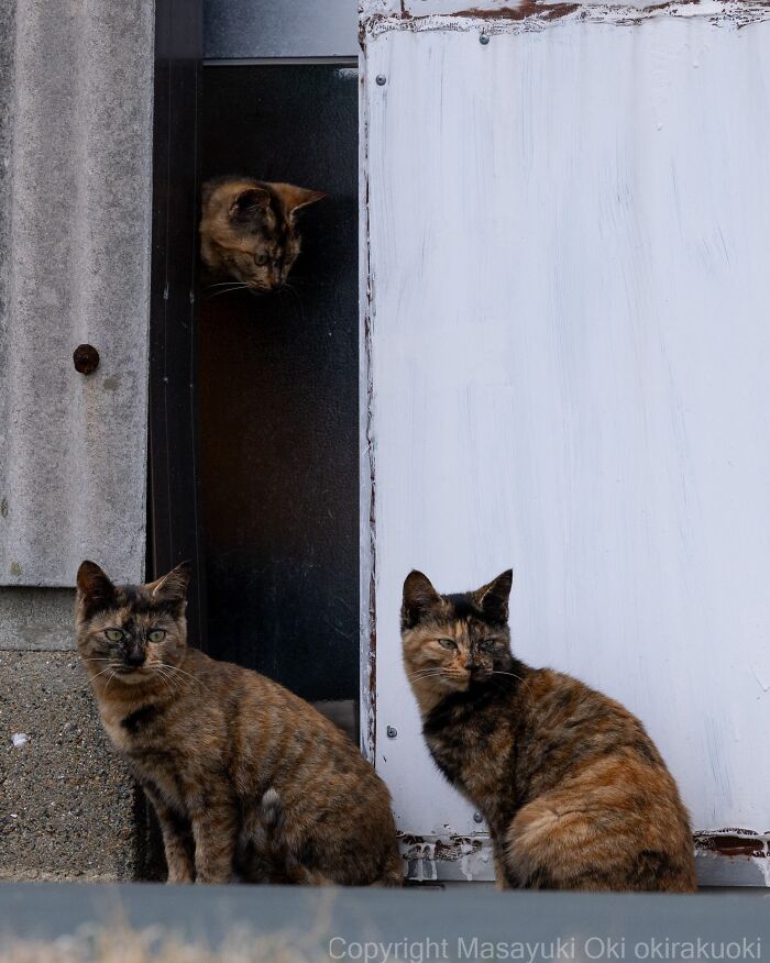 Wait, They Actually Took These? 40 Street Cats Posing Like They Own Japan
