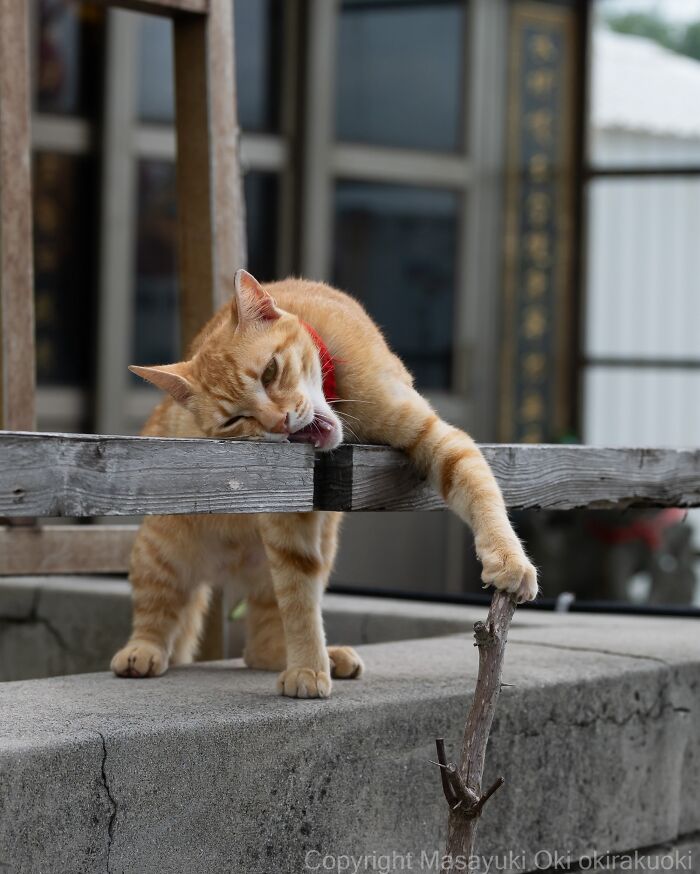 Wait, They Actually Took These? 40 Street Cats Posing Like They Own Japan