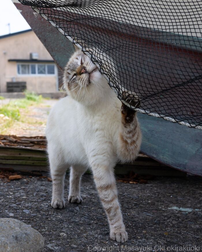 Wait, They Actually Took These? 40 Street Cats Posing Like They Own Japan