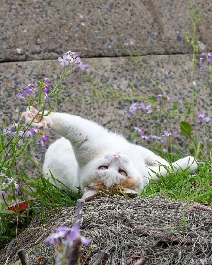 Wait, They Actually Took These? 40 Street Cats Posing Like They Own Japan