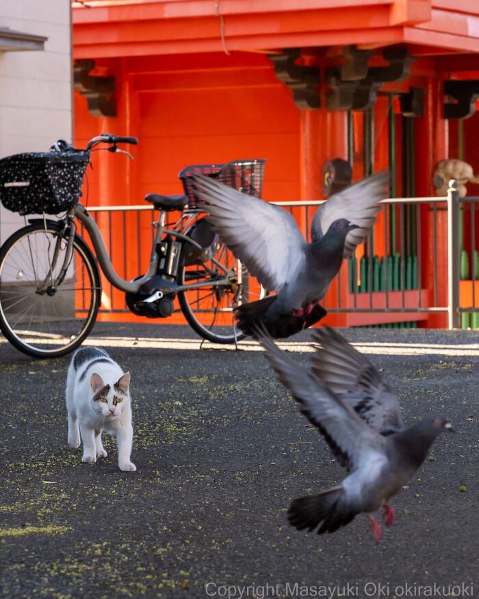 Wait, They Actually Took These? 40 Street Cats Posing Like They Own Japan