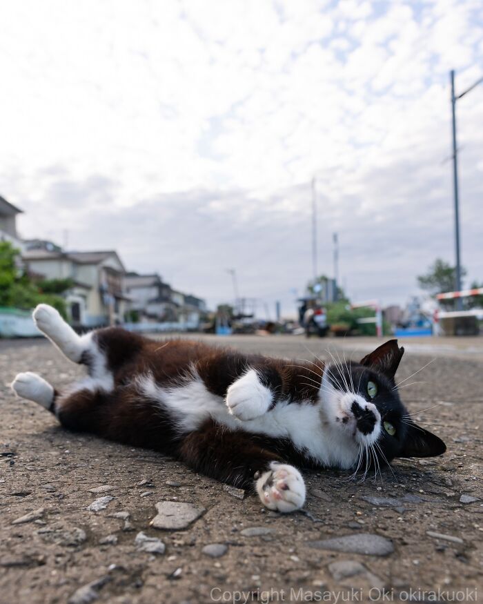 Wait, They Actually Took These? 40 Street Cats Posing Like They Own Japan