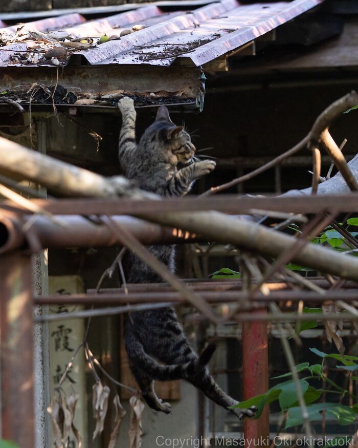 Wait, They Actually Took These? 40 Street Cats Posing Like They Own Japan