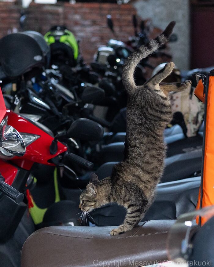 Wait, They Actually Took These? 40 Street Cats Posing Like They Own Japan
