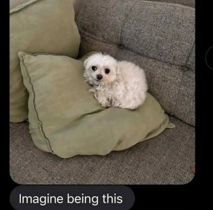 Wait, People Actually Sent These Weird Texts?! 53 Hilariously Bizarre DMs