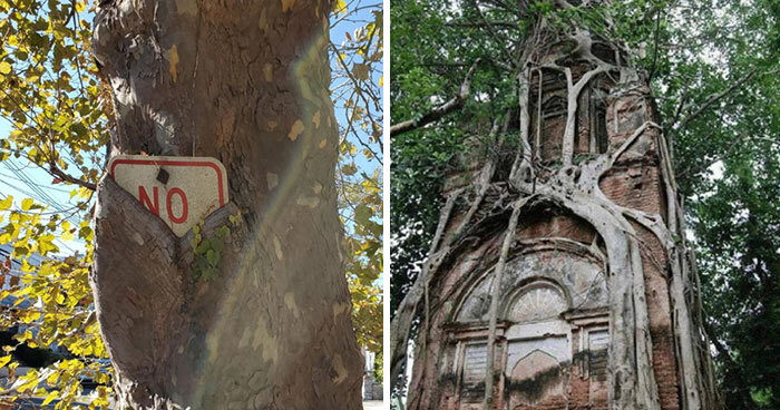 Wait… Trees Actually Munch On Stuff?! You Have To See This!