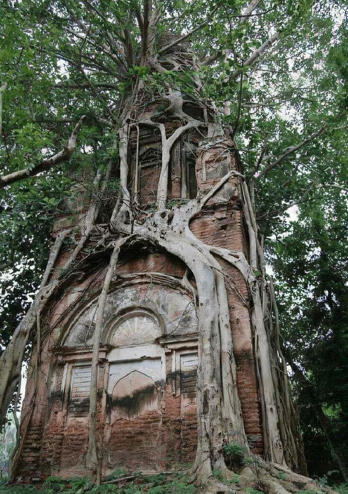 Tree Gobbles Up An Abandoned House