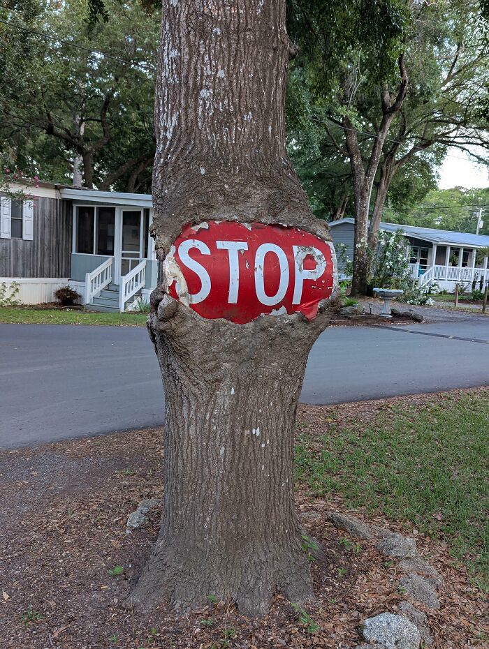 Big Oak Tree vs. Stop Sign: The Ultimate Showdown