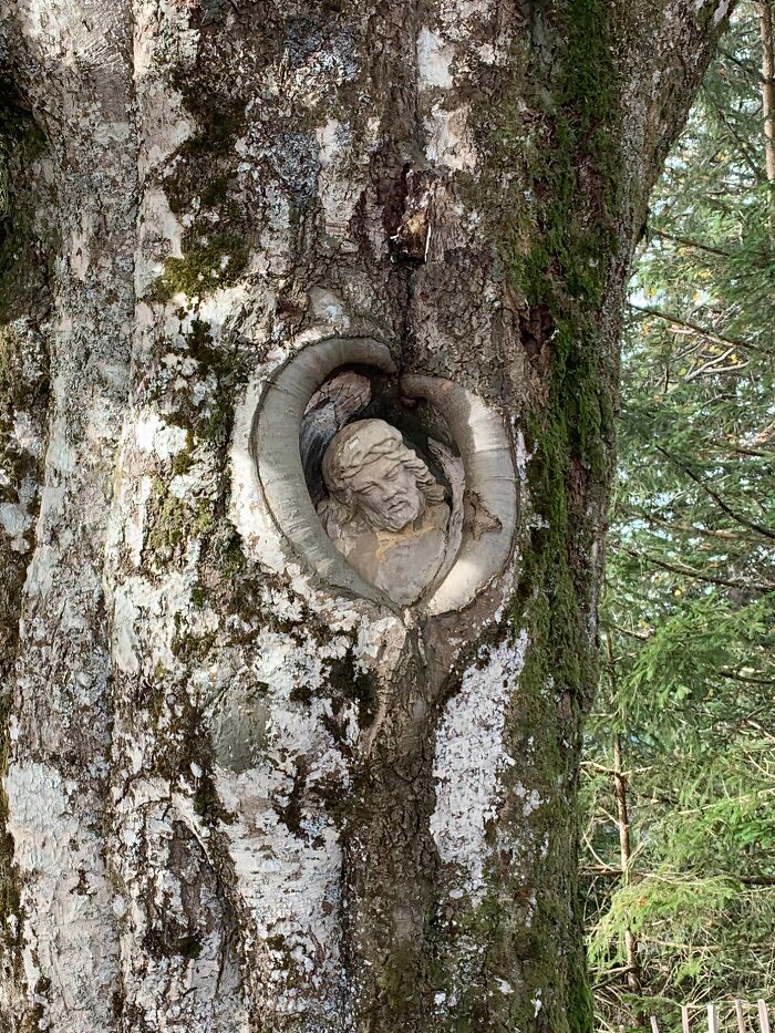 Whoa! That Tree's Got an Appetite!