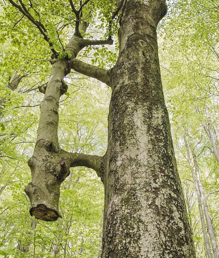 Tree Ate Then Adopted Another Tree