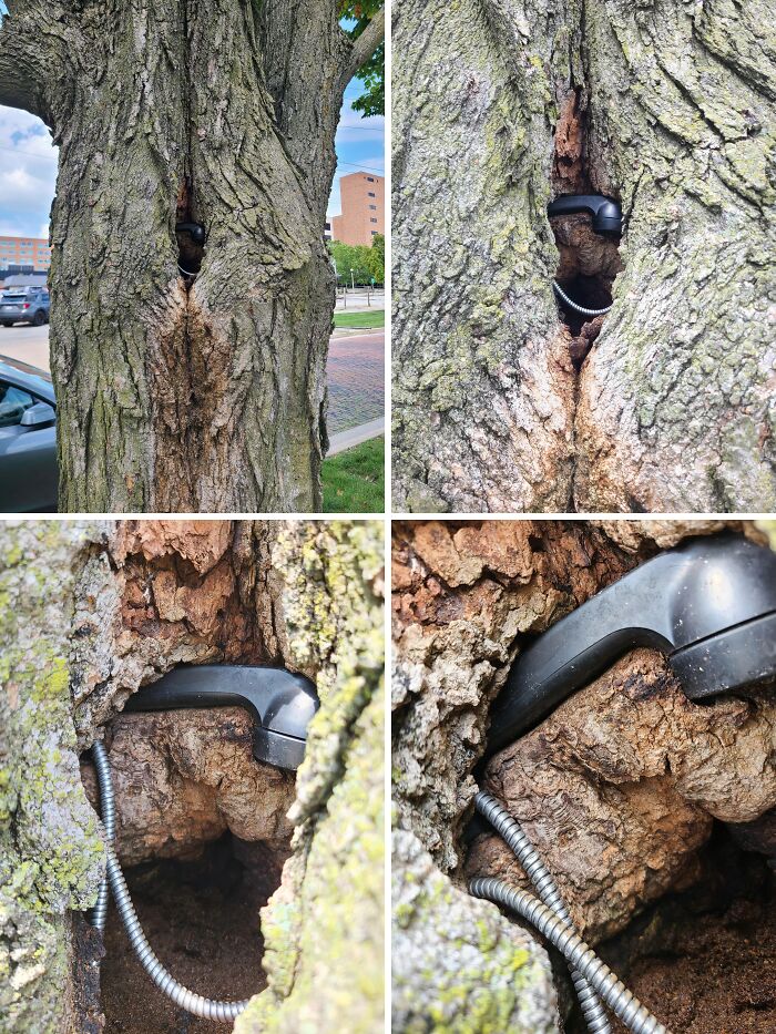 Phone Call? This Tree Took the Receiver!