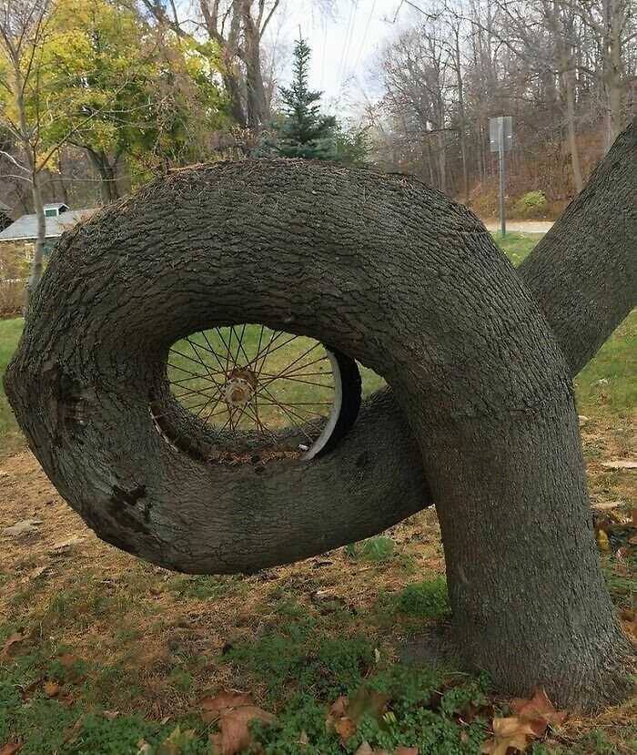 Tree Devours a Wheel: Karma’s a Wheel