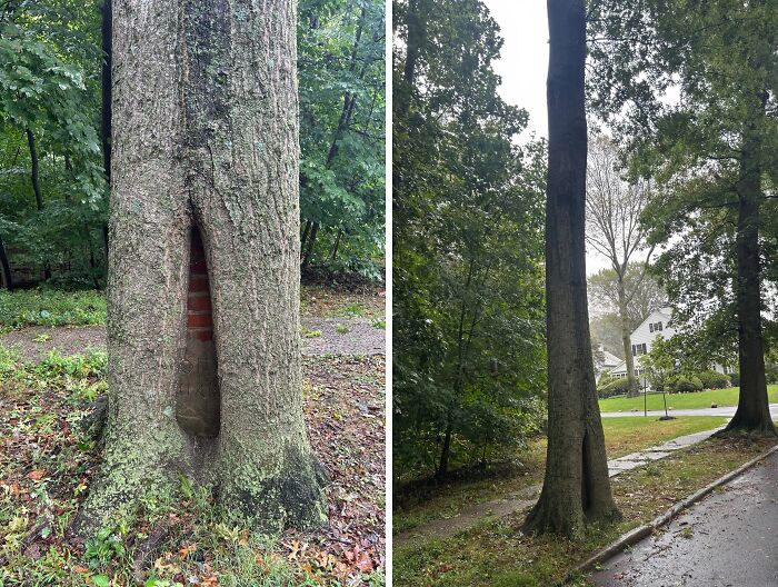 Chainsaw Owner’s Future Surprise: Tree’s Got Their Back