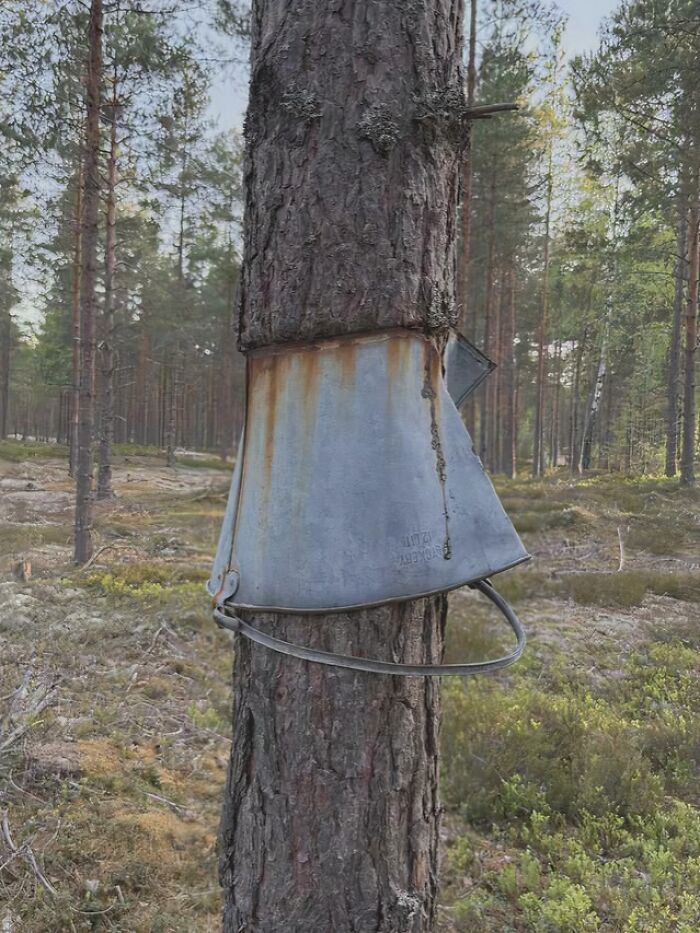 When a Tree Turns an Old Bucket Into a Snack