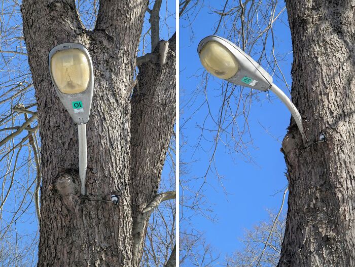 Tree Snacking On a Street Light? Yep, It’s Happening