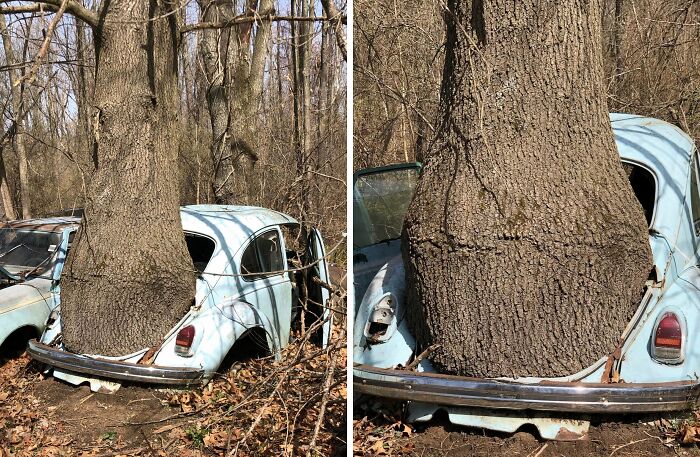 You Asked, We Delivered: More Tree Snacks!