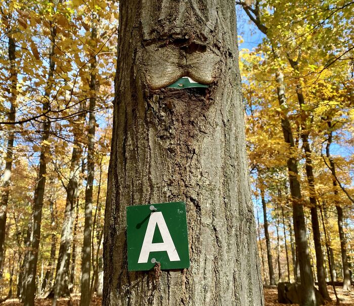 Wait… Trees Actually Munch On Stuff?! You Have To See This!