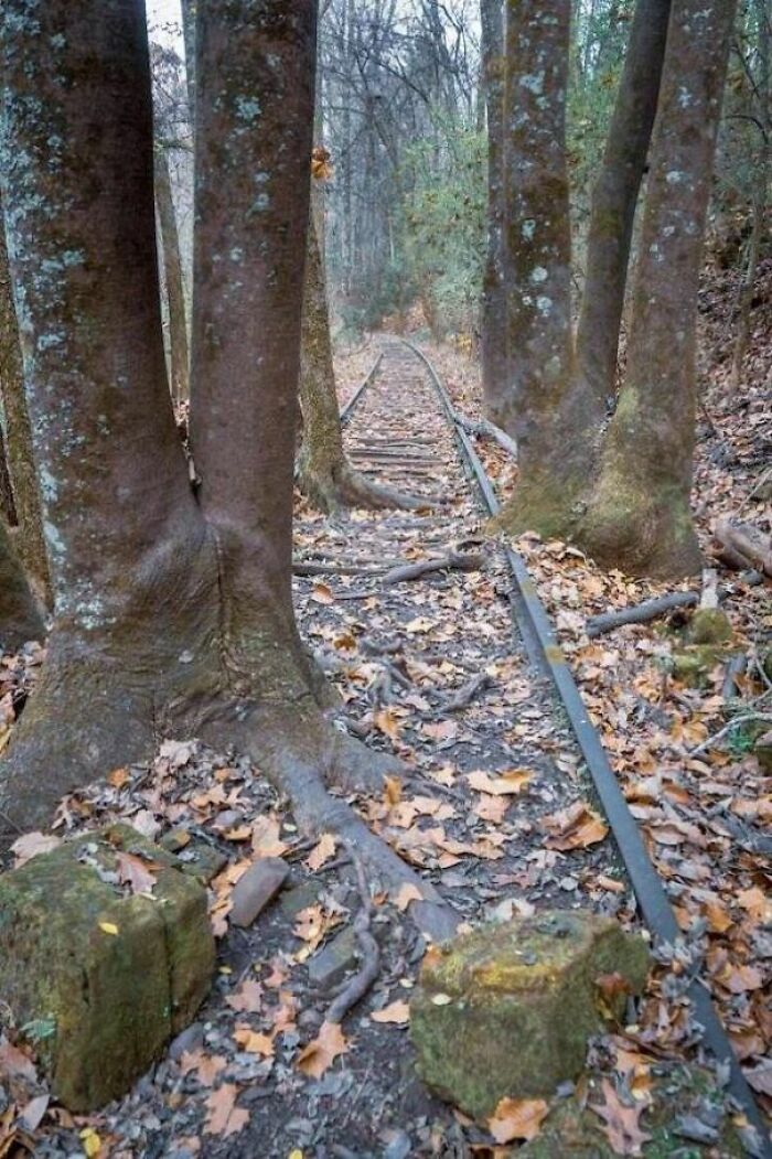 Wait… Trees Actually Munch On Stuff?! You Have To See This!