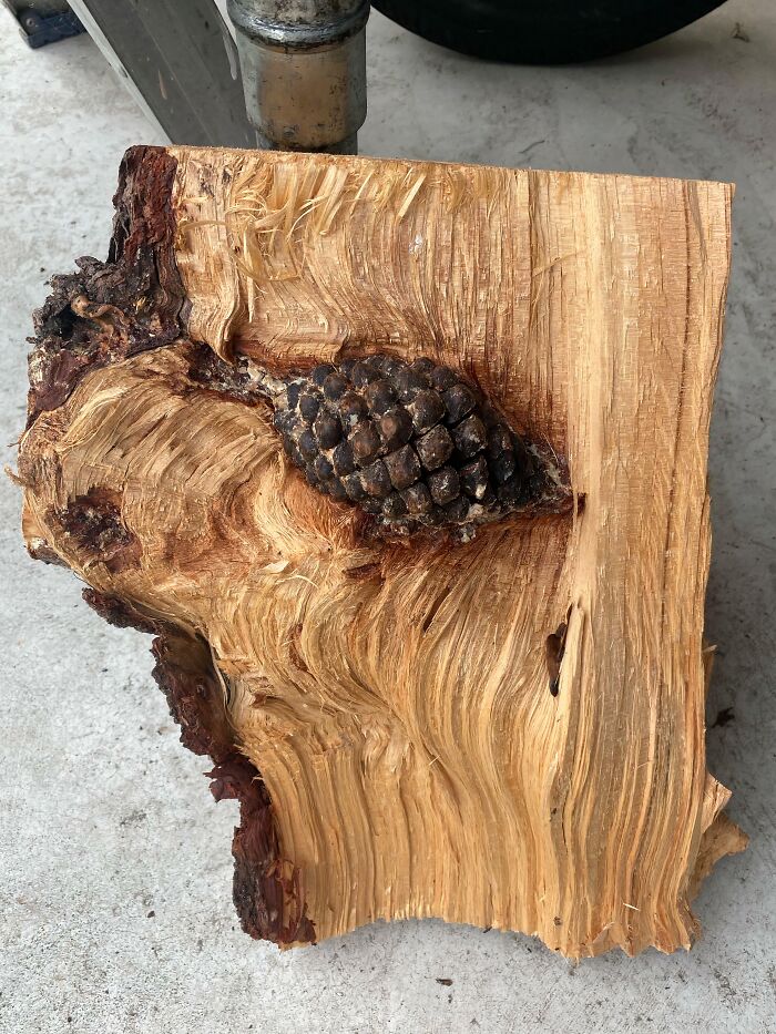 Wait… Trees Actually Munch On Stuff?! You Have To See This!