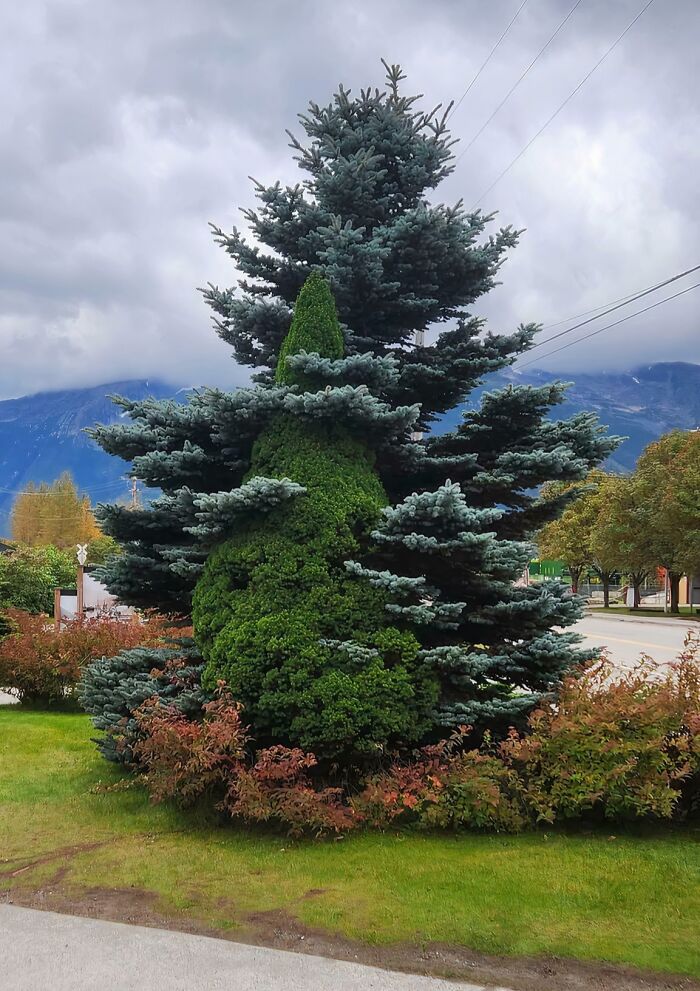 Wait… Trees Actually Munch On Stuff?! You Have To See This!