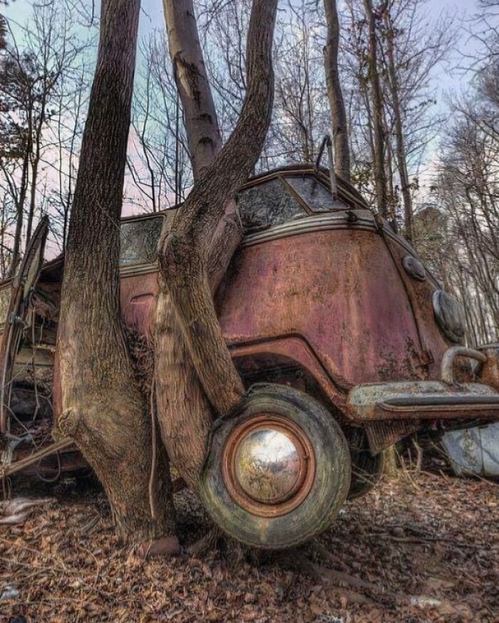 Wait… Trees Actually Munch On Stuff?! You Have To See This!