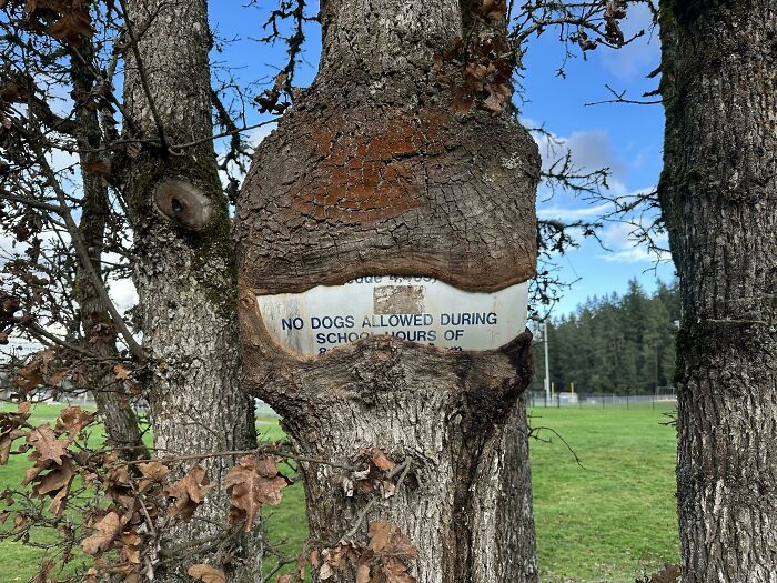 Wait… Trees Actually Munch On Stuff?! You Have To See This!