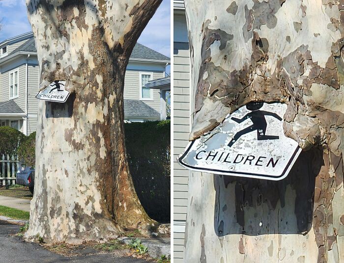 Wait… Trees Actually Munch On Stuff?! You Have To See This!