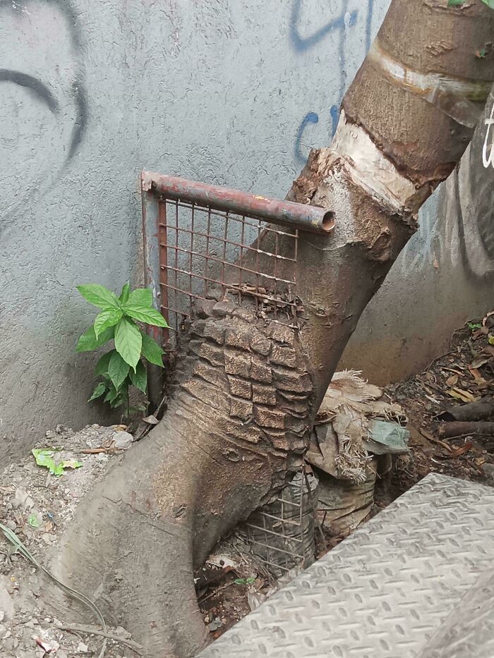 Wait… Trees Actually Munch On Stuff?! You Have To See This!