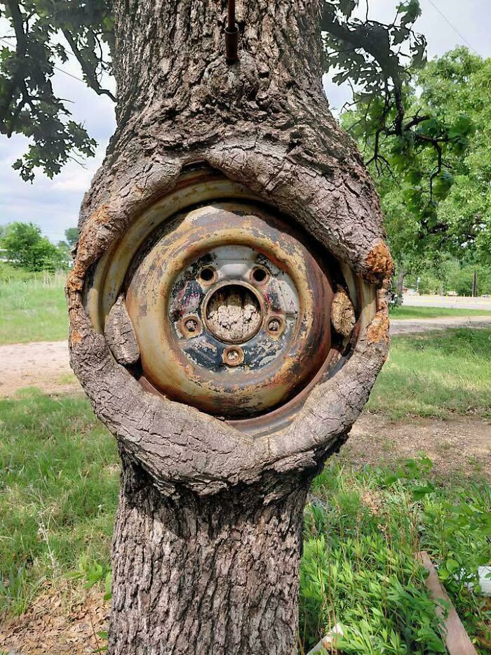 Wait… Trees Actually Munch On Stuff?! You Have To See This!
