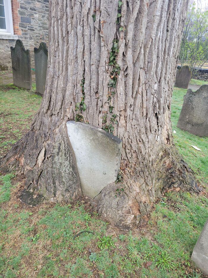Wait… Trees Actually Munch On Stuff?! You Have To See This!