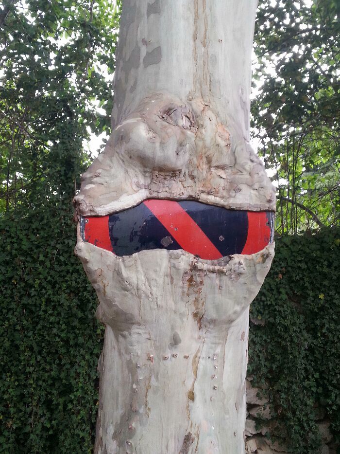 Wait… Trees Actually Munch On Stuff?! You Have To See This!