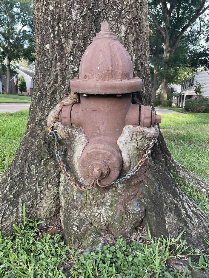 Wait… Trees Actually Munch On Stuff?! You Have To See This!