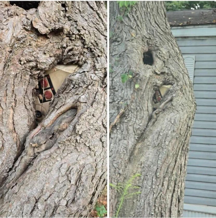 Wait… Trees Actually Munch On Stuff?! You Have To See This!