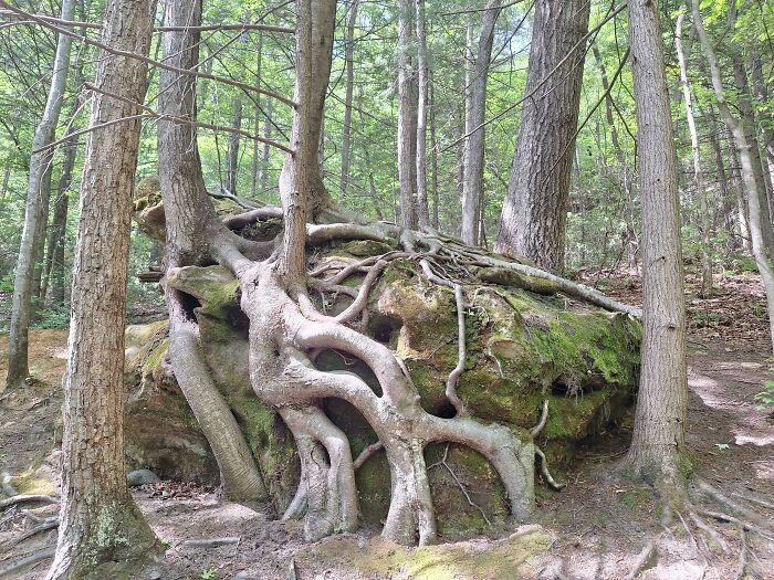 Wait… Trees Actually Munch On Stuff?! You Have To See This!
