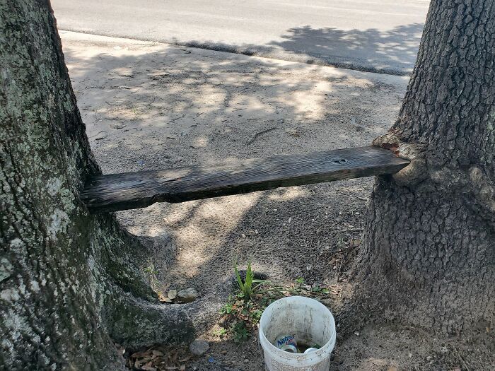 Wait… Trees Actually Munch On Stuff?! You Have To See This!