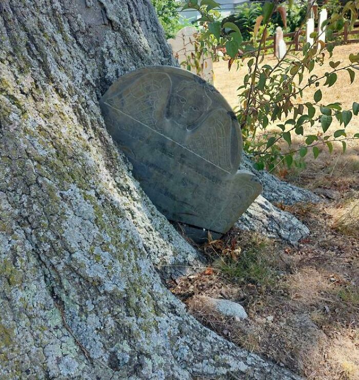Wait… Trees Actually Munch On Stuff?! You Have To See This!