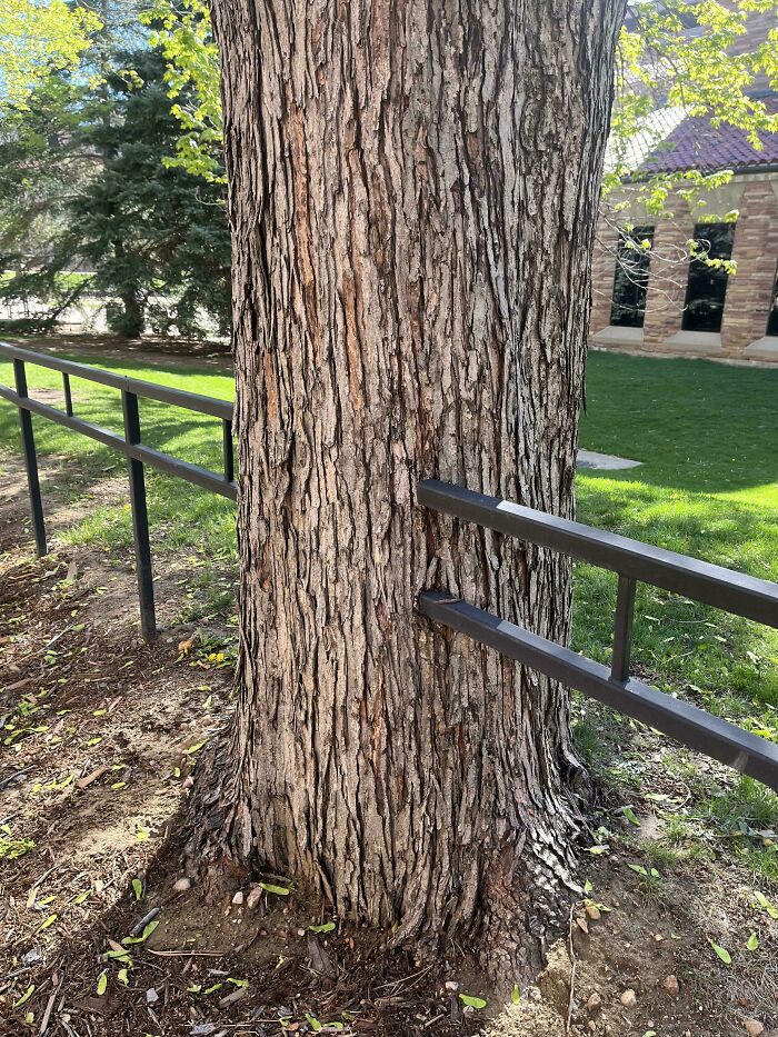 Wait… Trees Actually Munch On Stuff?! You Have To See This!