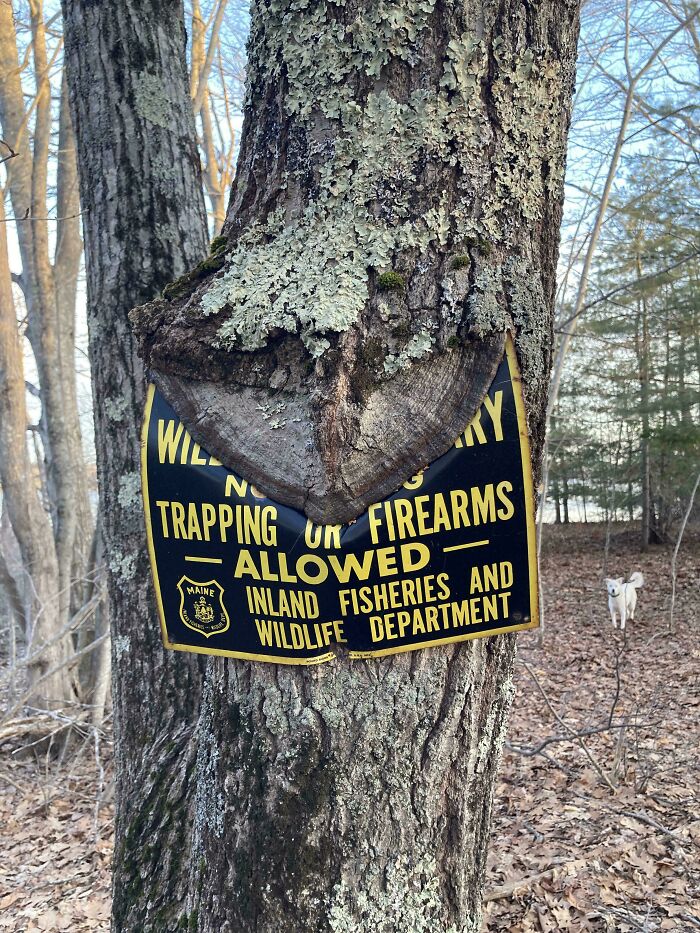 Wait… Trees Actually Munch On Stuff?! You Have To See This!