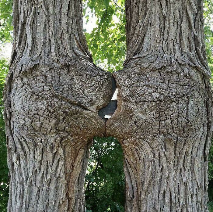 Wait… Trees Actually Munch On Stuff?! You Have To See This!