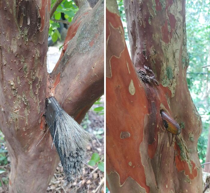 Wait… Trees Actually Munch On Stuff?! You Have To See This!