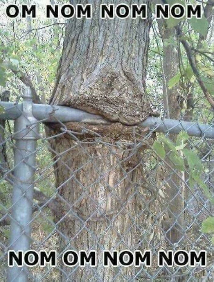 Wait… Trees Actually Munch On Stuff?! You Have To See This!