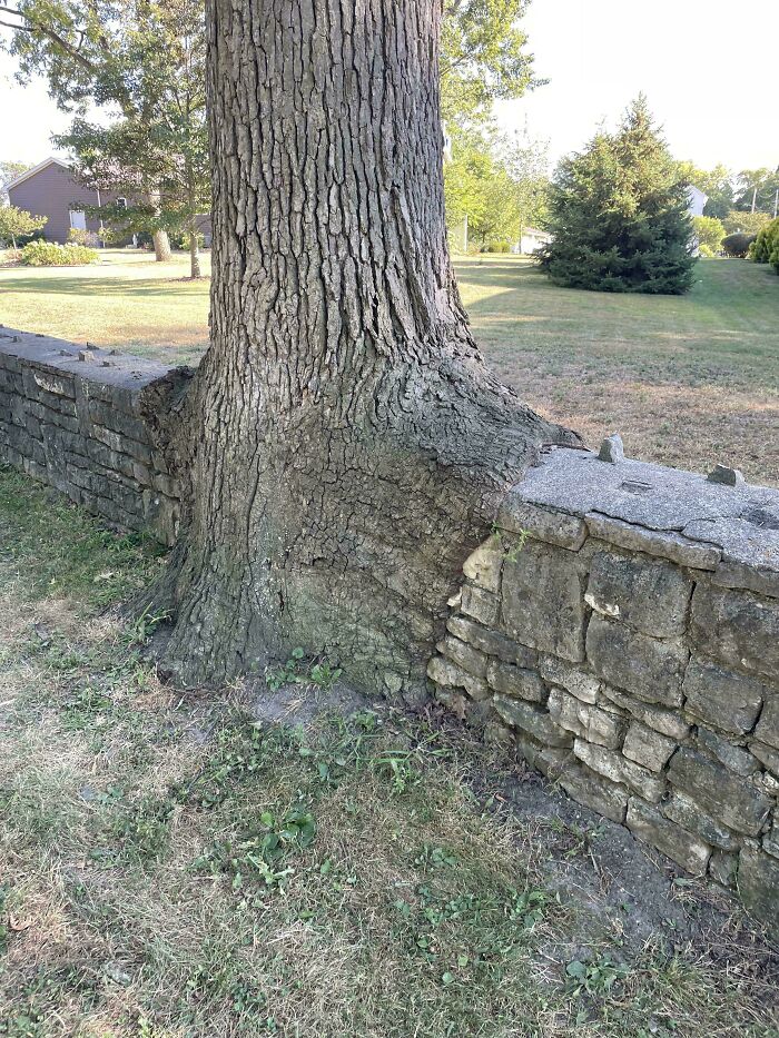 Wait… Trees Actually Munch On Stuff?! You Have To See This!
