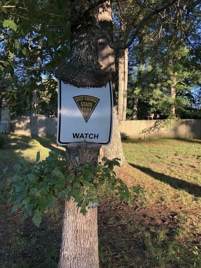 Wait… Trees Actually Munch On Stuff?! You Have To See This!