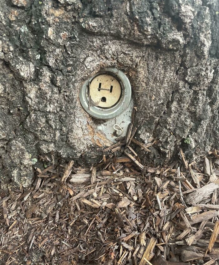 Wait… Trees Actually Munch On Stuff?! You Have To See This!