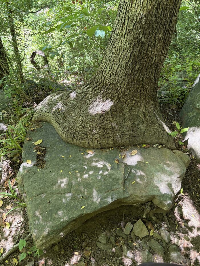 Wait… Trees Actually Munch On Stuff?! You Have To See This!