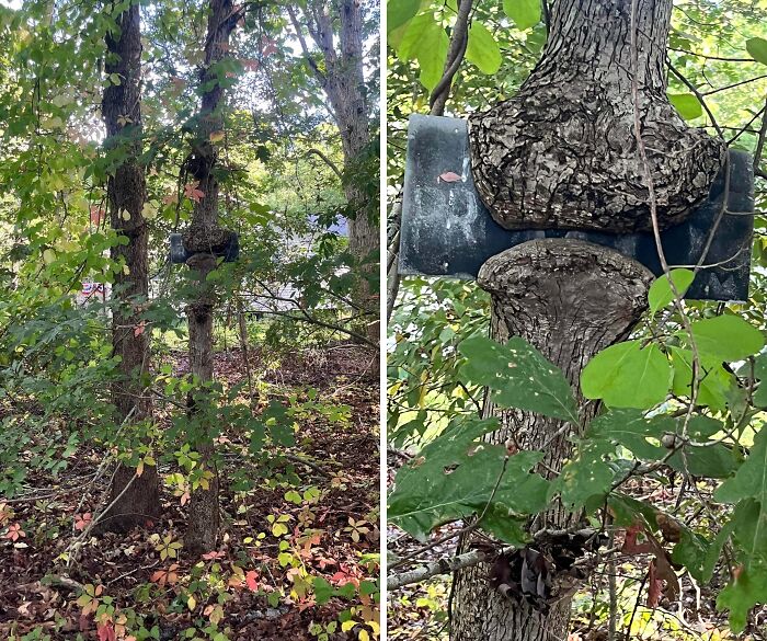 Wait… Trees Actually Munch On Stuff?! You Have To See This!