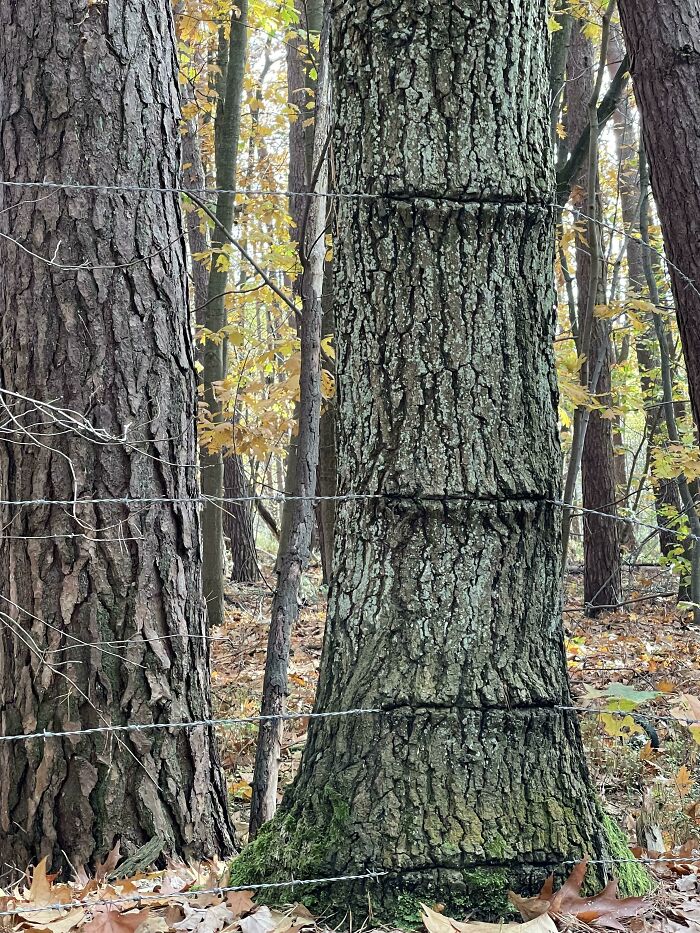 Wait… Trees Actually Munch On Stuff?! You Have To See This!