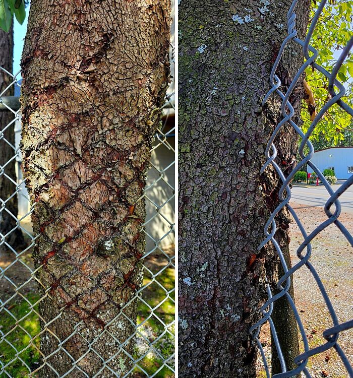 Wait… Trees Actually Munch On Stuff?! You Have To See This!
