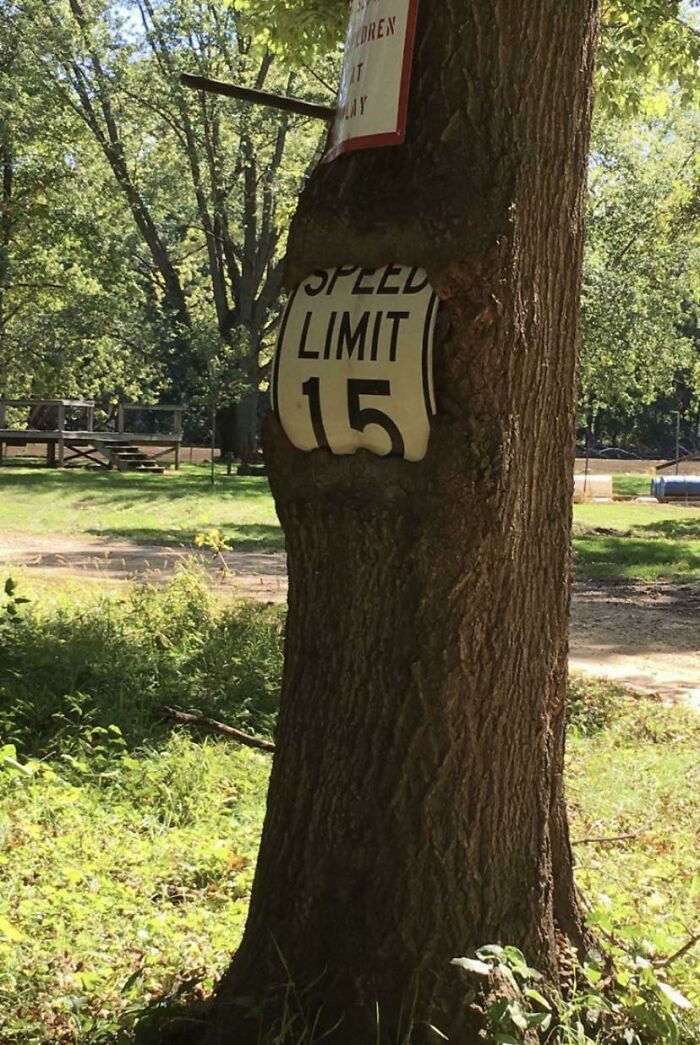 Wait… Trees Actually Munch On Stuff?! You Have To See This!