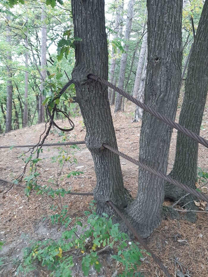 Wait… Trees Actually Munch On Stuff?! You Have To See This!